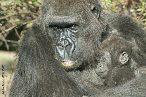 Gorilla Mother and the baby