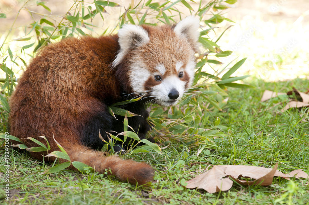 Obraz premium Red Panda in autumn