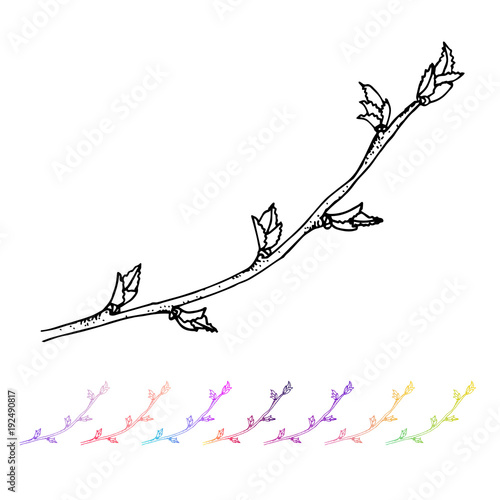 Vector Kidney bud black pattern in the plant design. Hand painted spring garden flora. Black sletch isolated on whie background with gradient colorful elements. Trunks and twigs for your design.