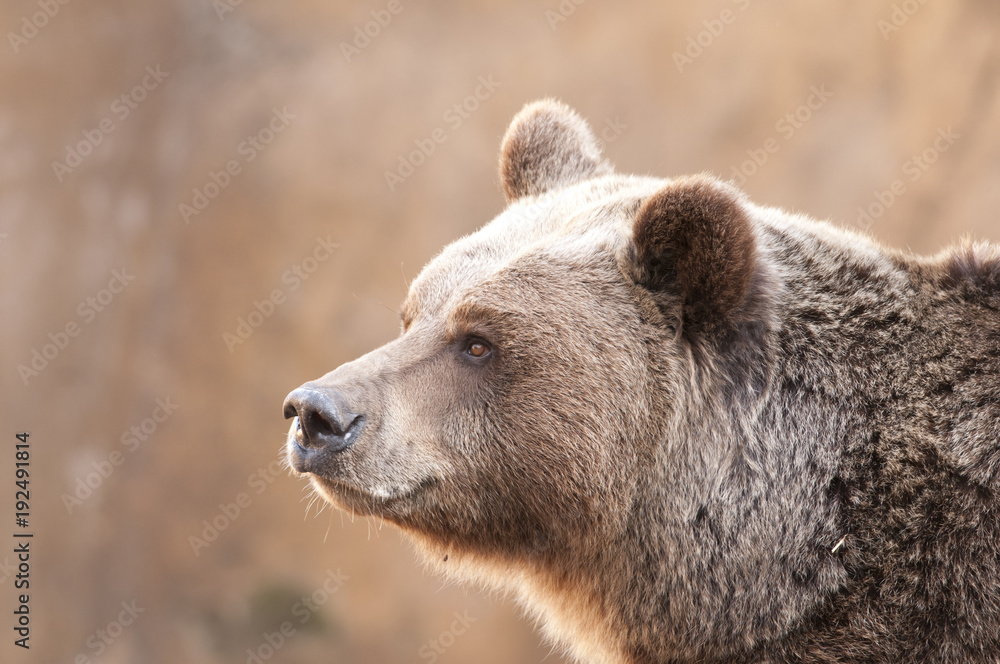 Brown Bear Portrair