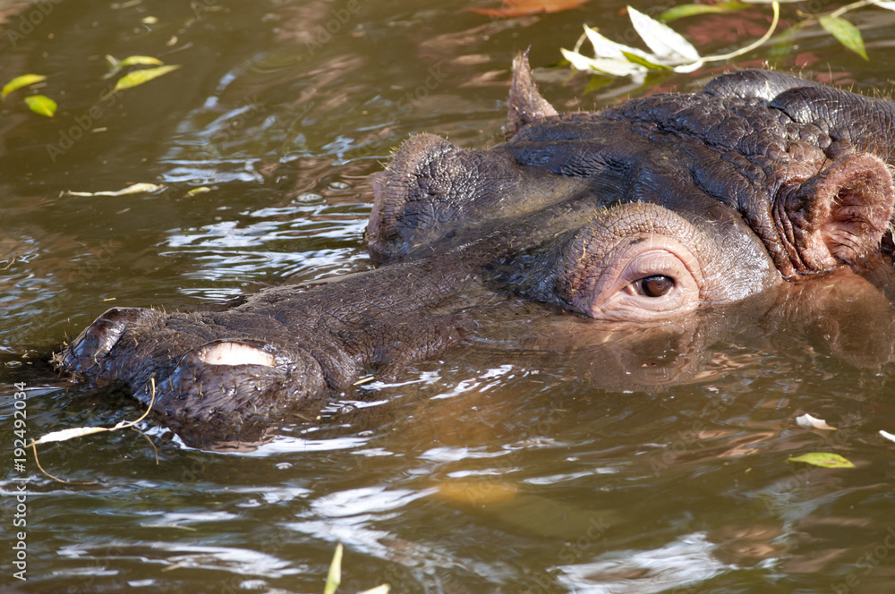 Fototapeta premium Hippopotamus Portrait