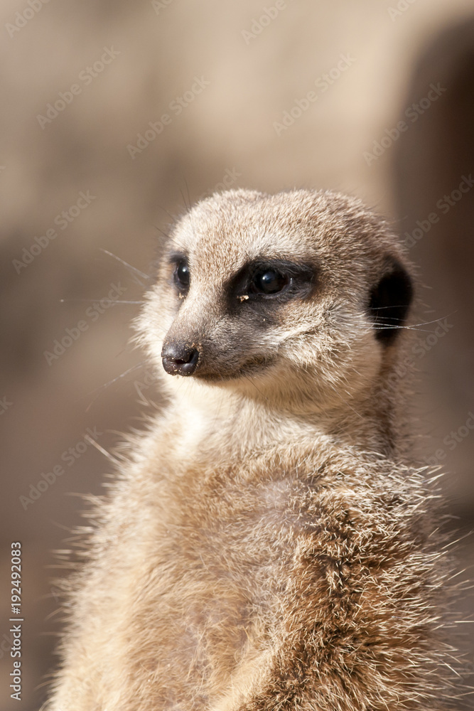 Suricate or Mongoose or Meerkat Suricate or Mongoose or Meerkat