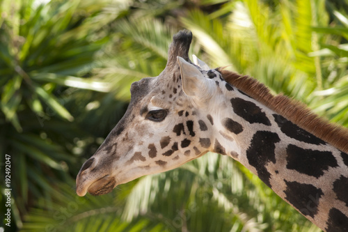 Giraffe Portrait © Iliuta
