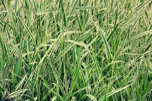 Green striped grass (Arrhenatherum elatius bulbosum variegatum ). Toned. photo