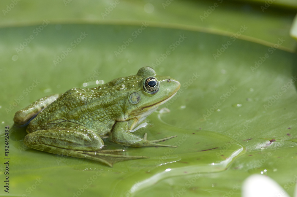 Obraz premium Edible frog