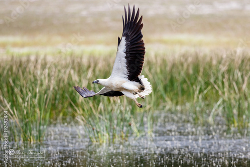 Tableau sur toile White Bellied Sea Eagle