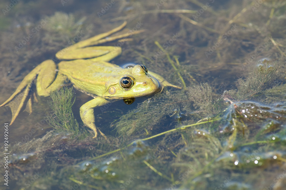 Edible frog Edible frog