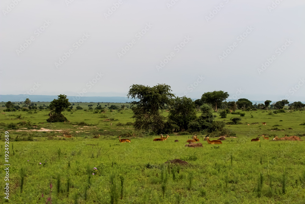 Unendliche Weiten der Wildnis von Afrika Uganda