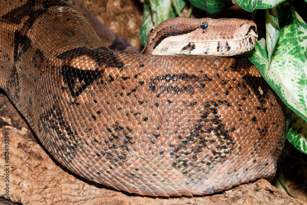 Boa Constrictor in Terrarium Boa Constrictor in Terrarium