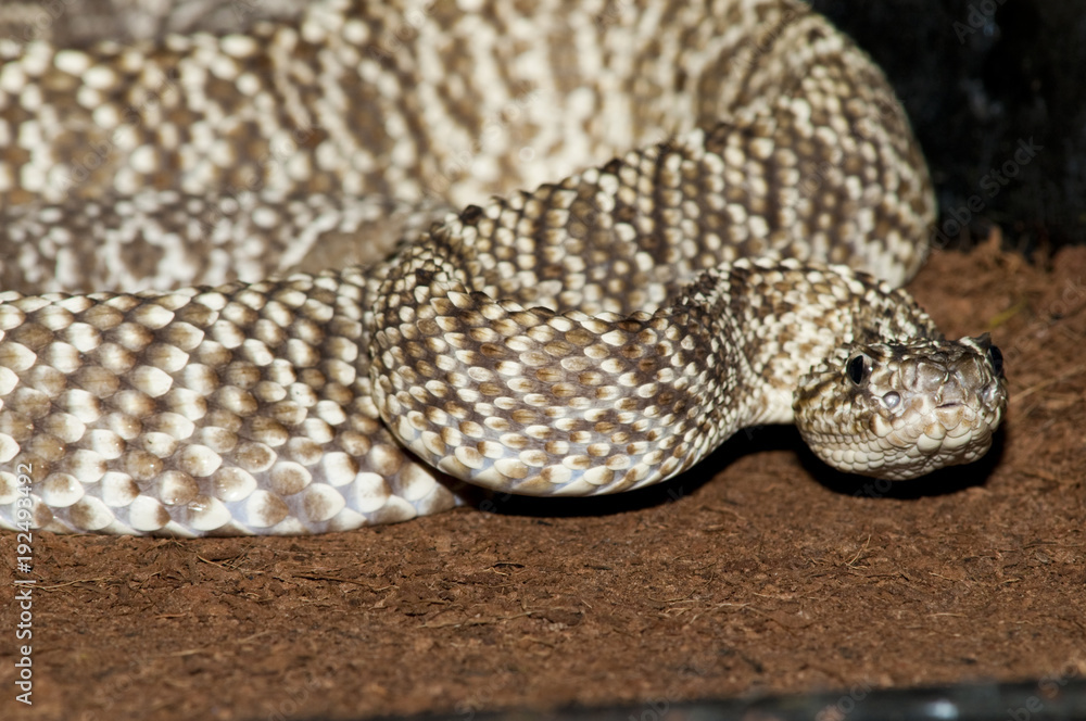 Obraz premium Uracoan Rattlesnake