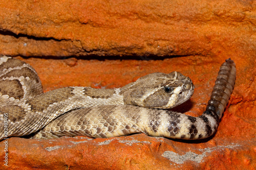 Rattlesnake Diamondback Snake photo