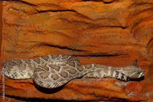 Diamondback Rattlesnake in terrarium photo