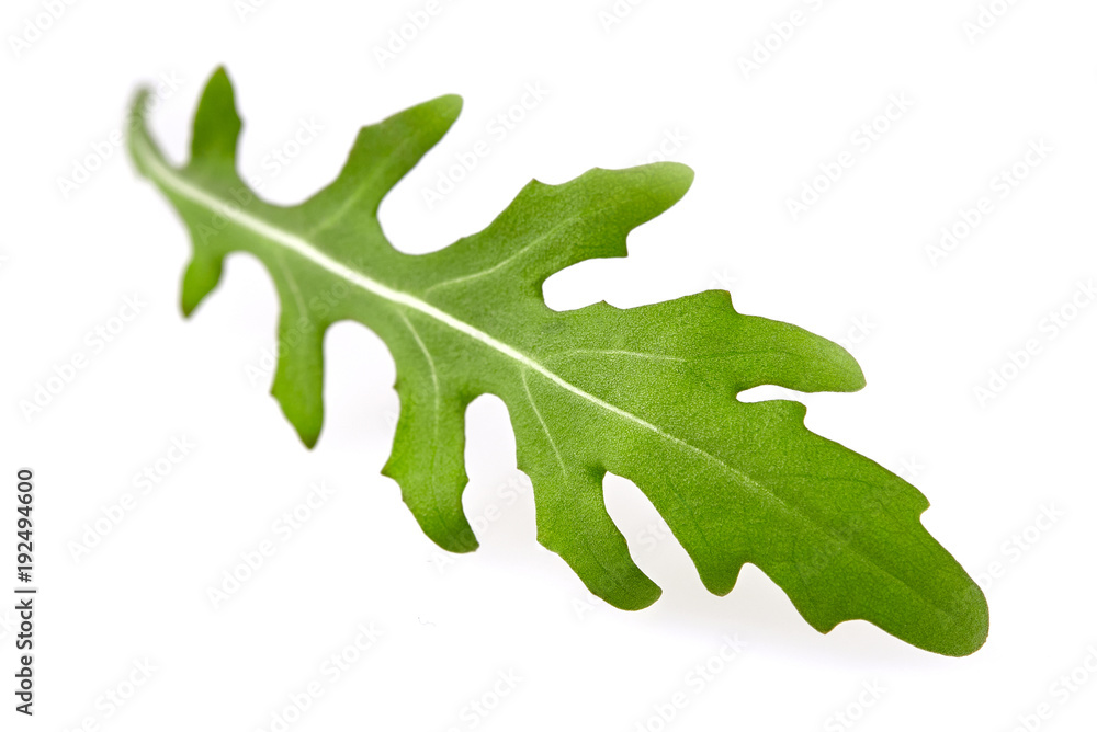 Fototapeta premium Green fresh rucola isolated on white background.