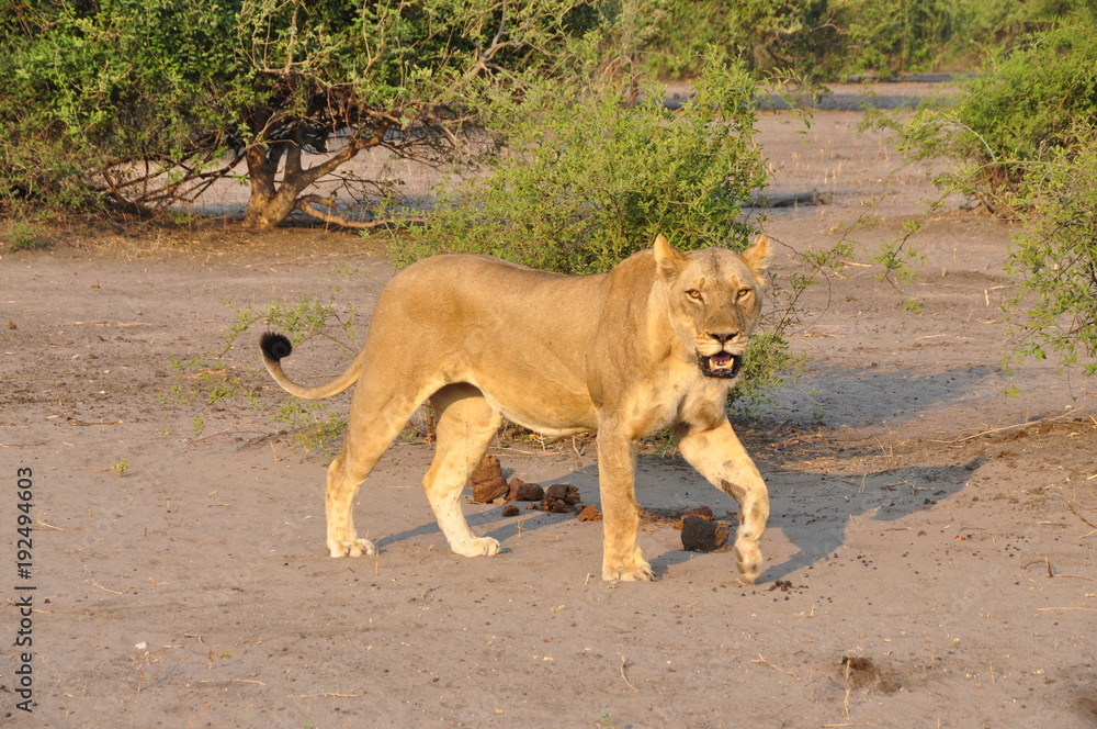 Naklejka premium Lioness