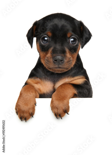 Zwerg pinscher puppy above banner