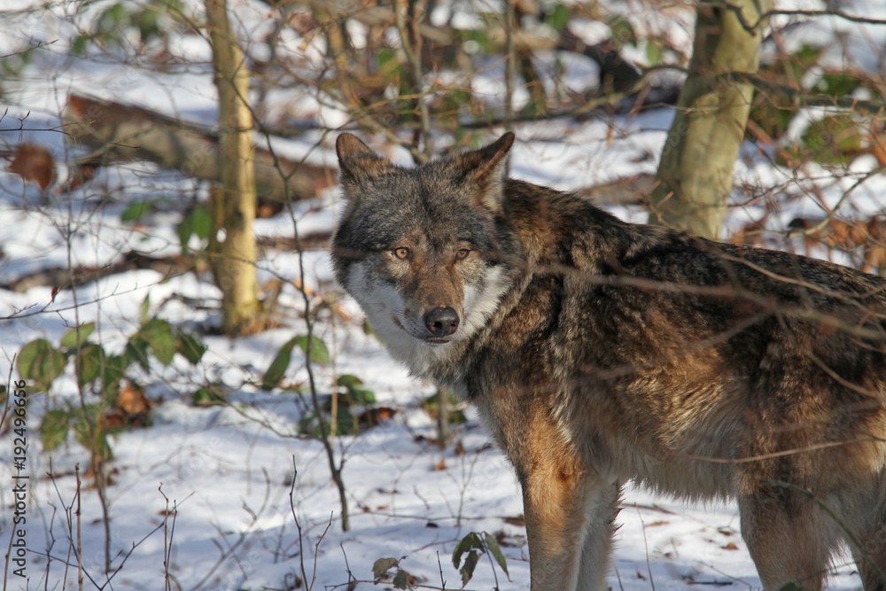 Wolf Wolf