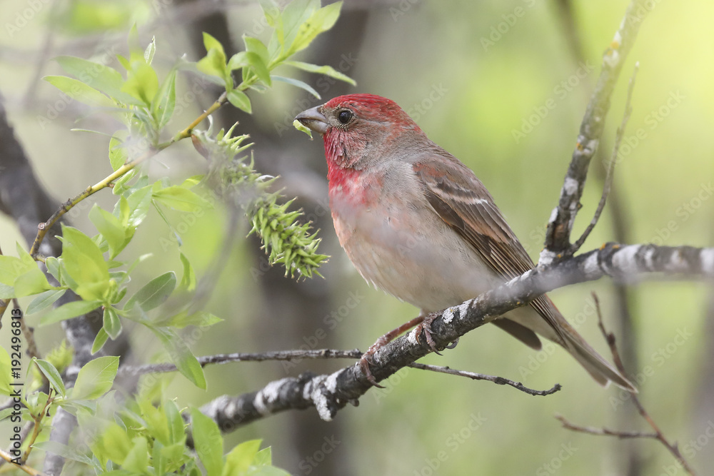 Common Rosefinch Common Rosefinch