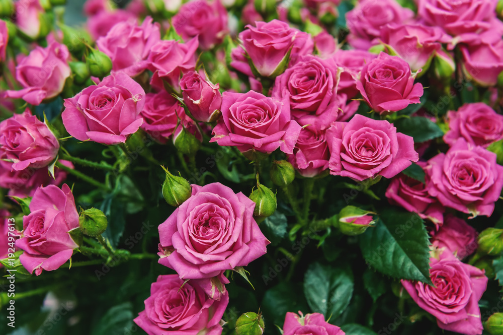 Roses of pink and green modern varieties in a bouquet as a gift. Background. Close up. Selective focus. Roses of pink and green modern varieties in a bouquet as a gift. Background. Close up. Selective focus.