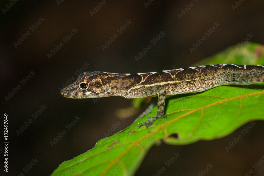 Lizzard in the rainforest of costa rica Lizzard in the rainforest of costa rica