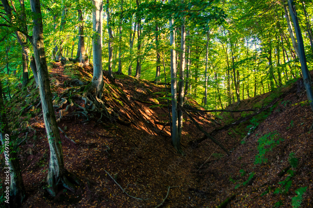 Fototapeta premium Wald Panorama die grüne Lunge Europas