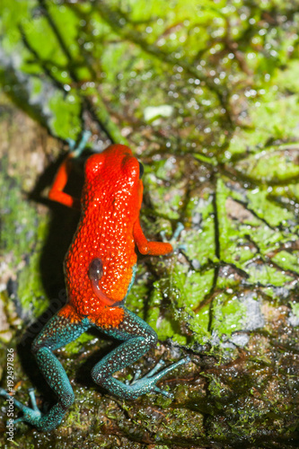 Poison dart frog in the rainforest of Costa Rica