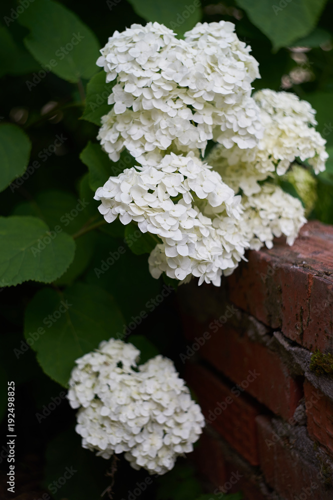 White hydrangea. White hydrangea.