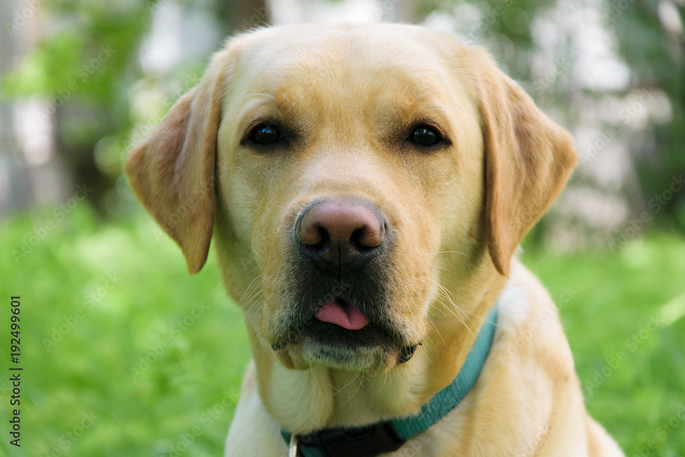  Portrait of a labrador dog puppy with tongue