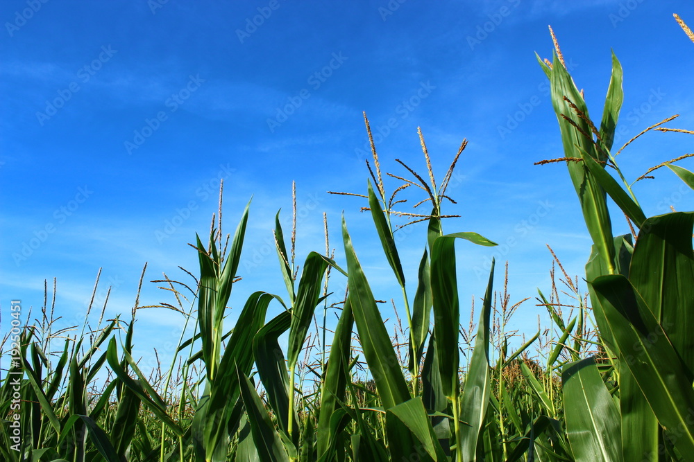 Fototapeta premium corn field