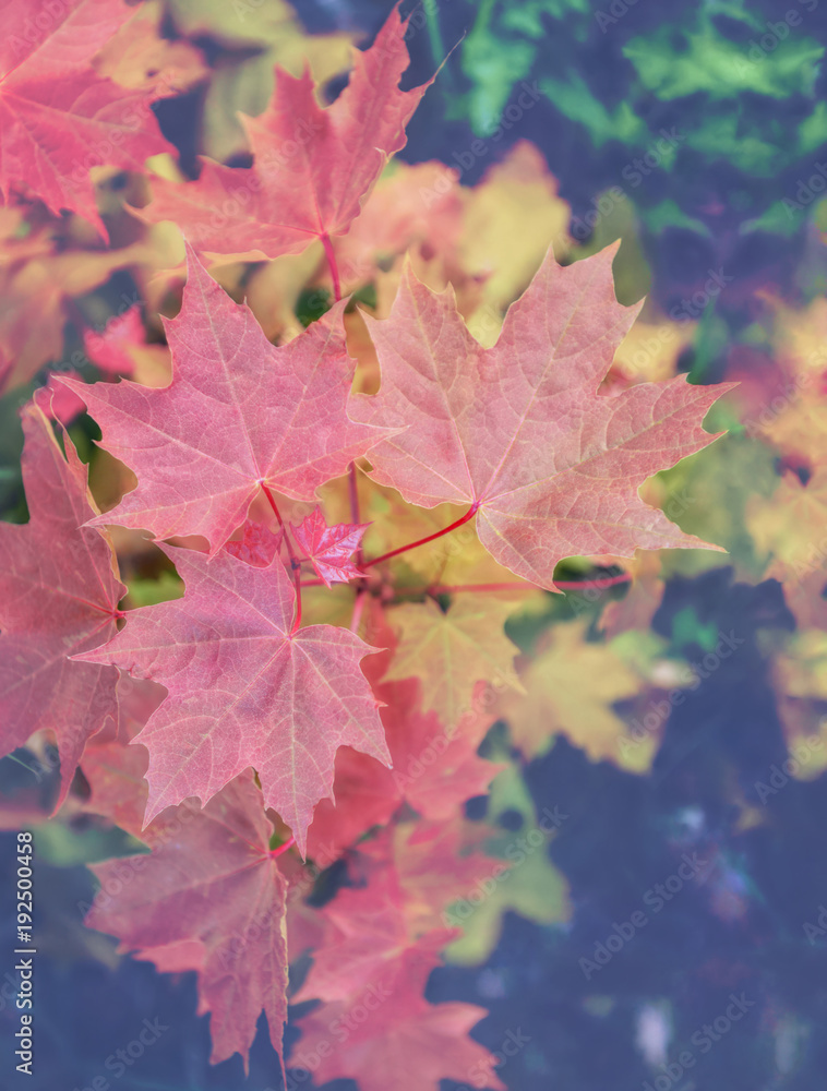 Multicolored leaves of young maple tree sprouting in spring time Multicolored leaves of young maple tree sprouting in spring time