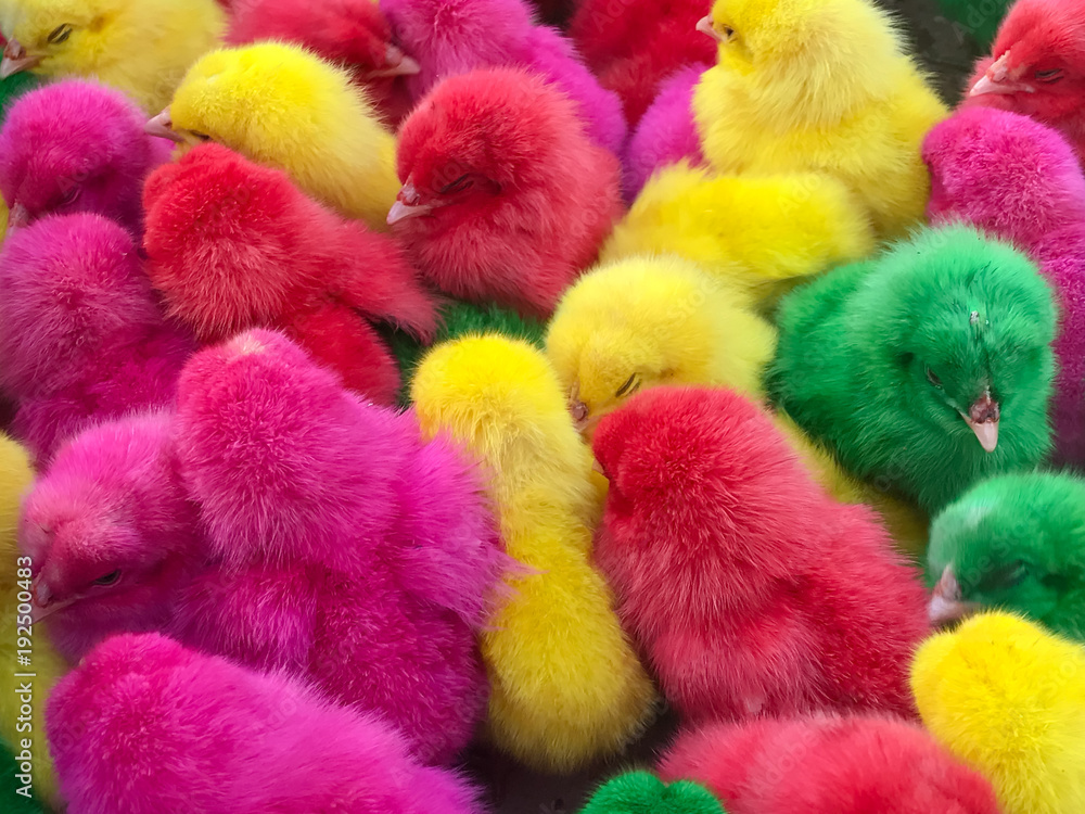 Colorful of little baby chicken