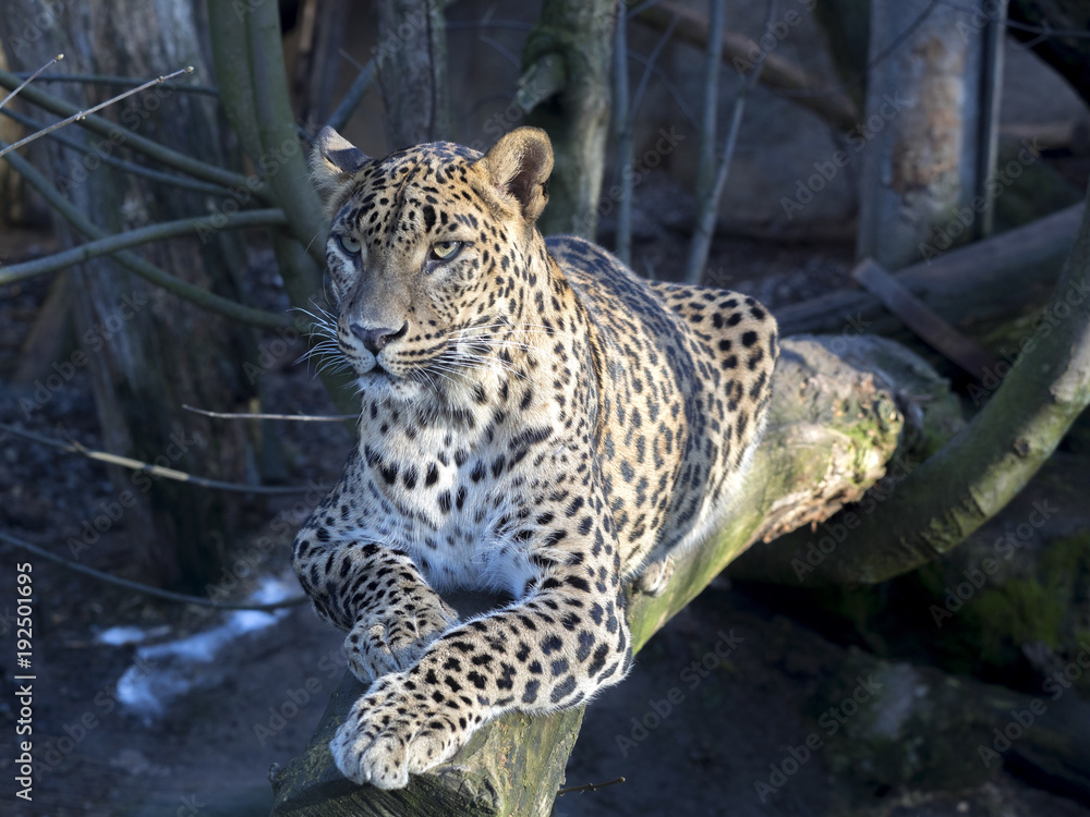 Fototapeta premium Leopard ze Sri Lanki, Panthera pardus kotiya, rozgląda się