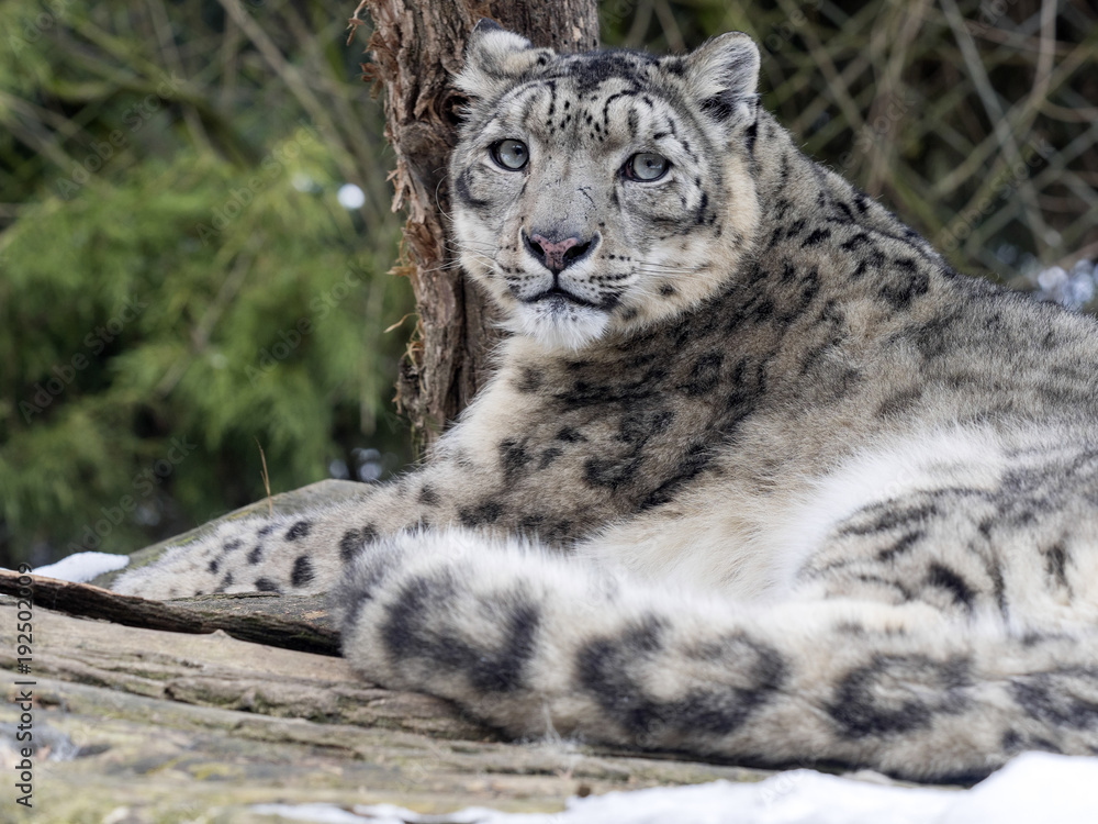 Snow leopard, Uncia uncia watches the surroundings Snow leopard, Uncia uncia watches the surroundings