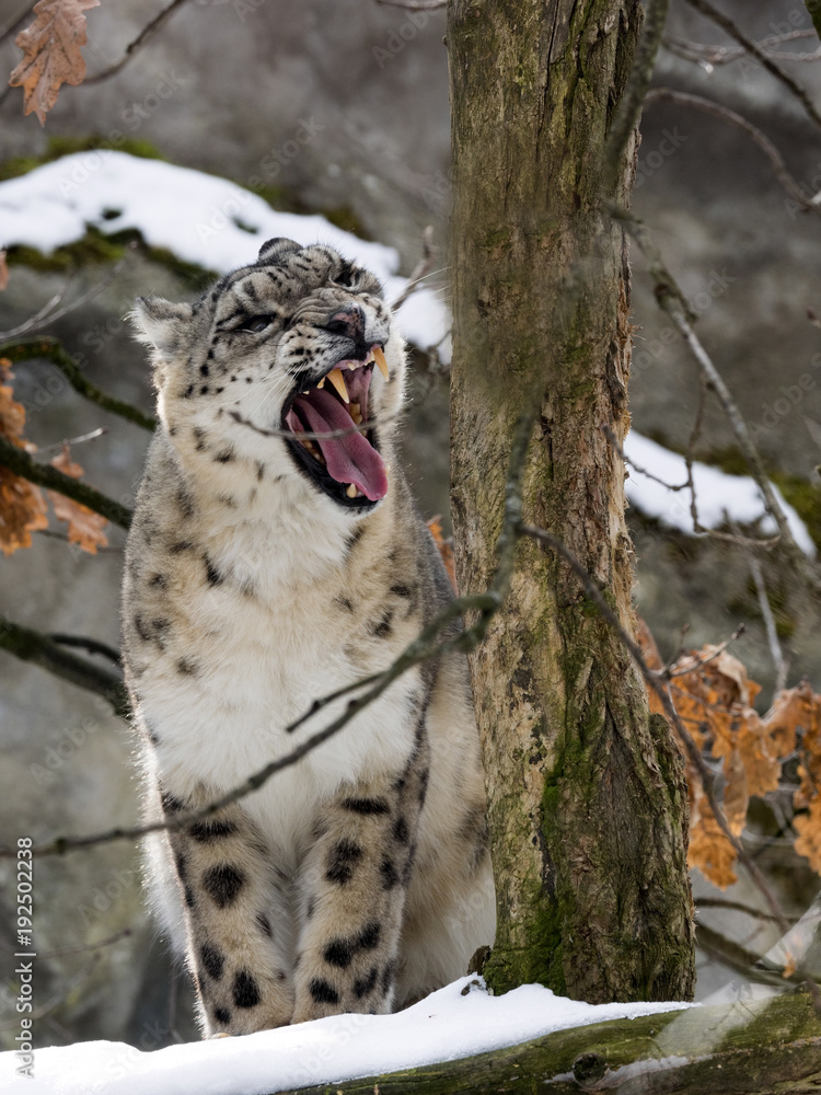 Snow leopard, Uncia uncia watches the surroundings Snow leopard, Uncia uncia watches the surroundings