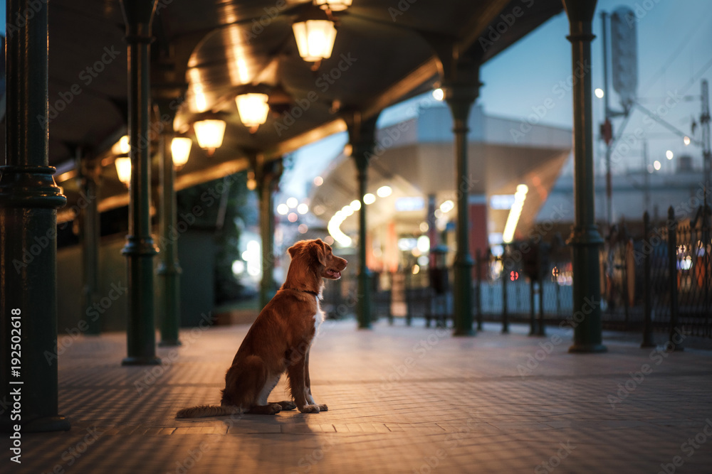 Fototapeta premium Dog on a city street in the night