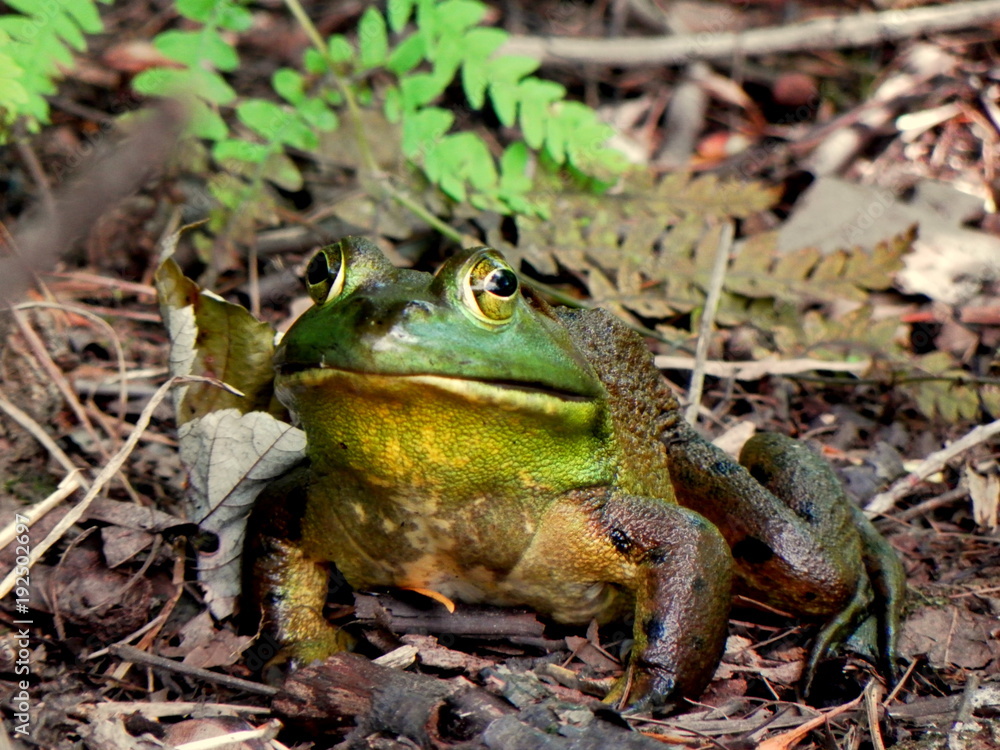Fototapeta premium Bull Frog