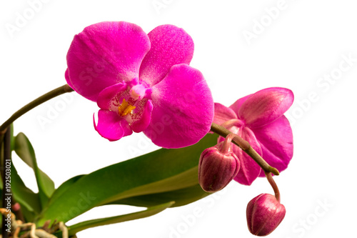 Orchideen isoliert