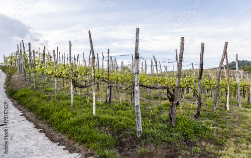 Photos rows of Gattinara