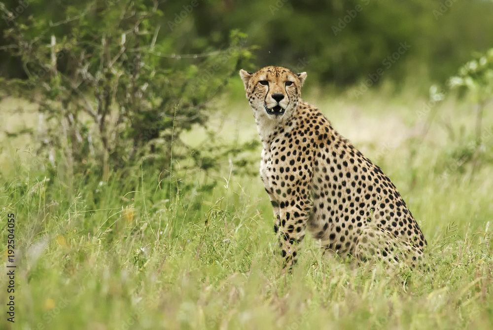 Cheetah, Acinonyx jubatus, wet season, Kruger National Park, South Africa Cheetah, Acinonyx jubatus, wet season, Kruger National Park, South Africa