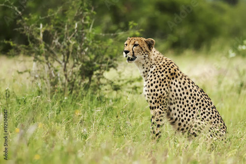 Cheetah, Acinonyx jubatus, wet season, Kruger National Park, South Africa