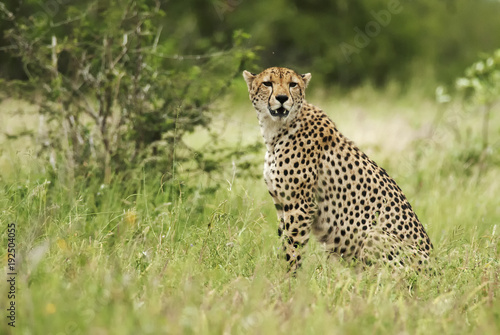 Cheetah, Acinonyx jubatus, wet season, Kruger National Park, South Africa