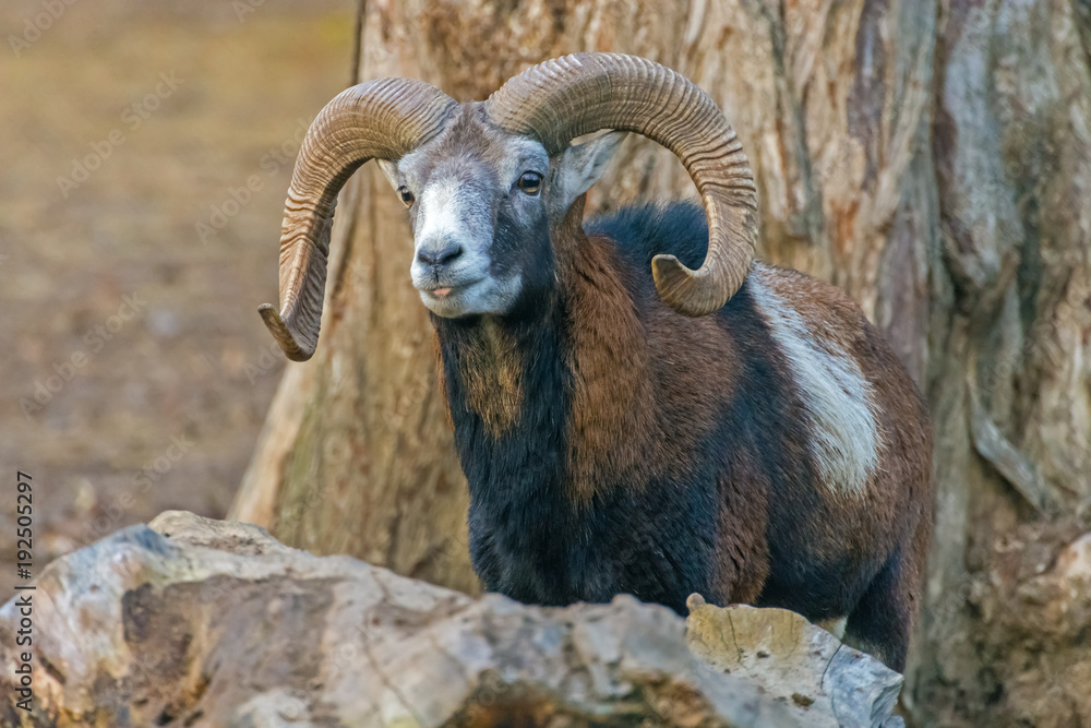 mouflon living in the park