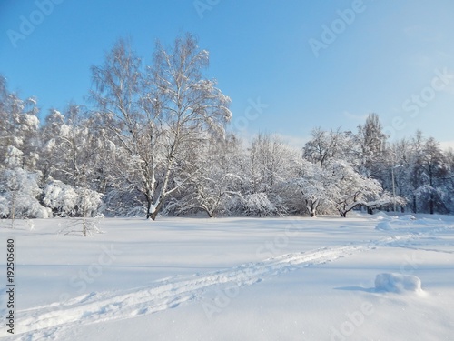 winter landscape snow on on tree branches, blue sky © Aleksandr