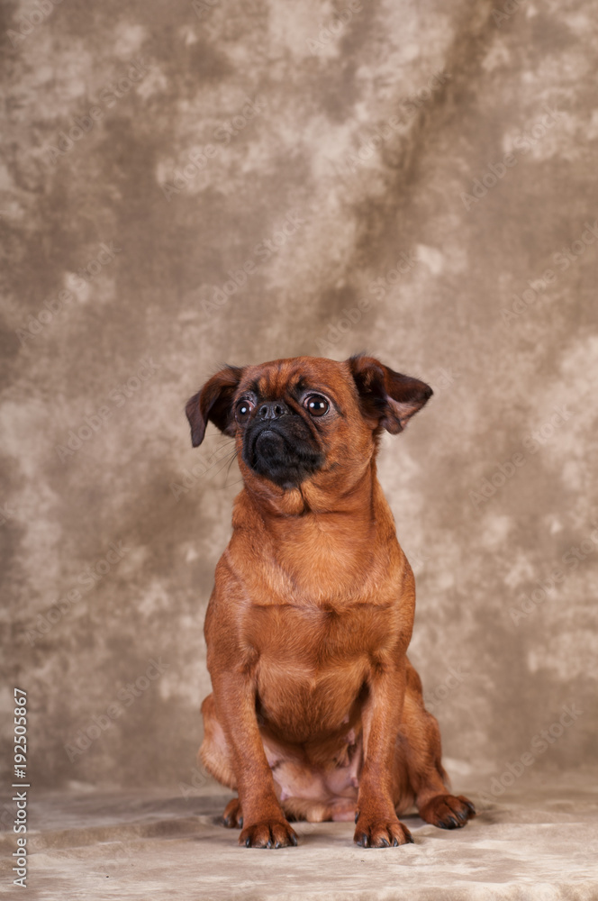 Brabanson dog portrait at studio