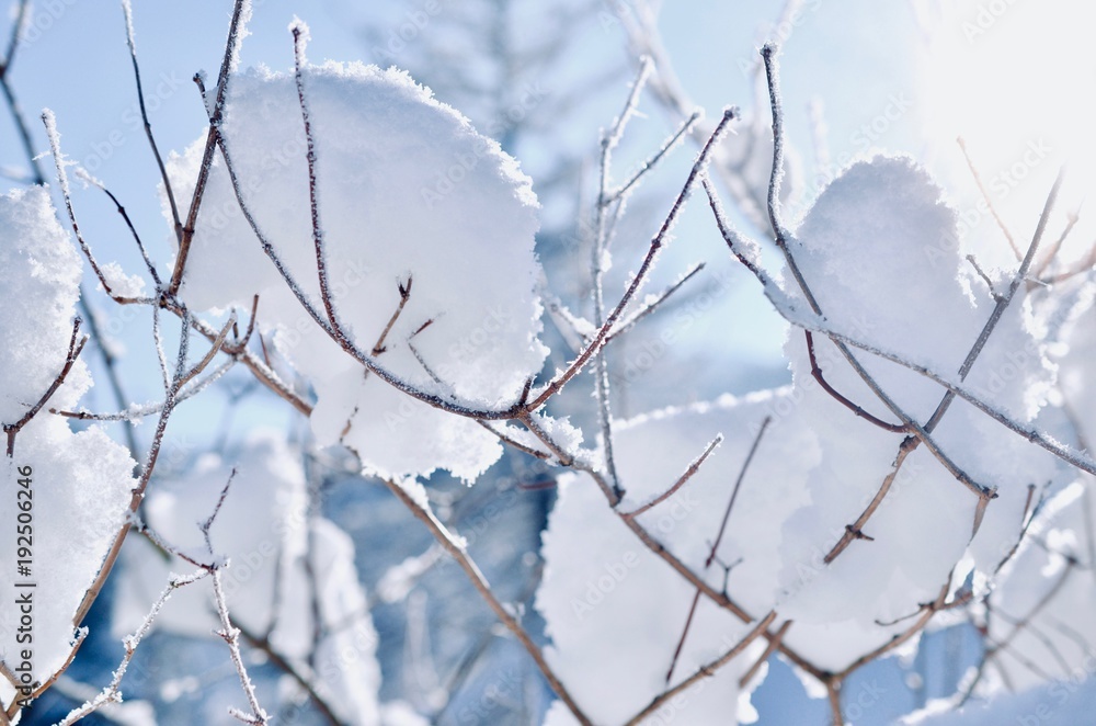 Closeup frozen tree branch