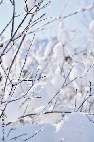 Closeup frozen tree branch © radosnasosna