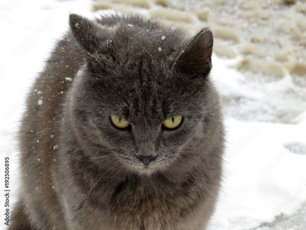 Angry cat in the snow. Winter weather