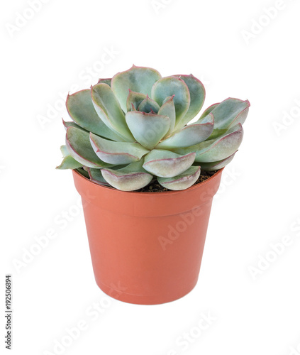 Houseplant echeveria isolat...