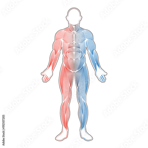 Human muscles two color