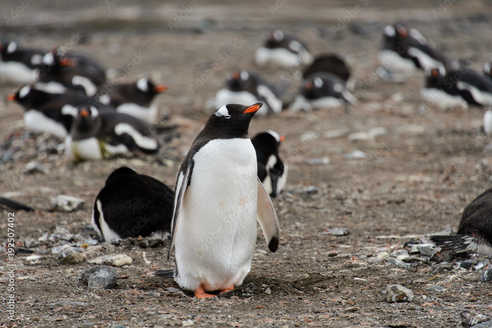 Naklejka premium Gentoo penguins on beach