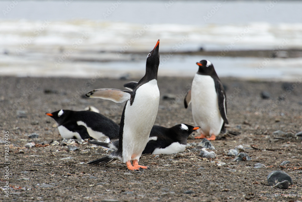 Naklejka premium Gentoo penguins on beach